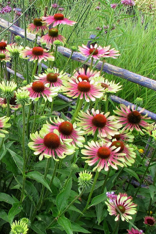  Green Twister Coneflower (Echinacea) - 2.5 Quart Pot