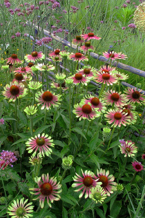  Green Twister Coneflower (Echinacea) - 6 Pack Of 2.5 Quart Pots