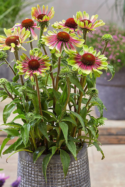  Green Twister Coneflower (Echinacea) - 1 Gallon Pot