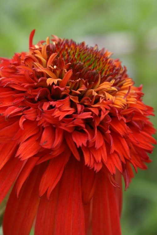  Hot Papaya Coneflower (Echinacea) - 1 Gallon Pot