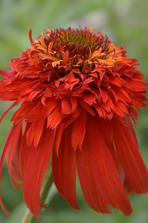  Hot Papaya Coneflower (Echinacea) - 1 Gallon Pot