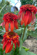  Hot Papaya Coneflower (Echinacea) - 1 Gallon Pot