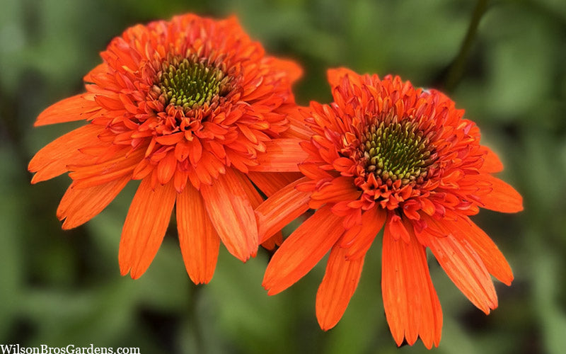  Moab Sunset Coneflower (Echinacea) - 6 Pack Of 1 Gallon Pots