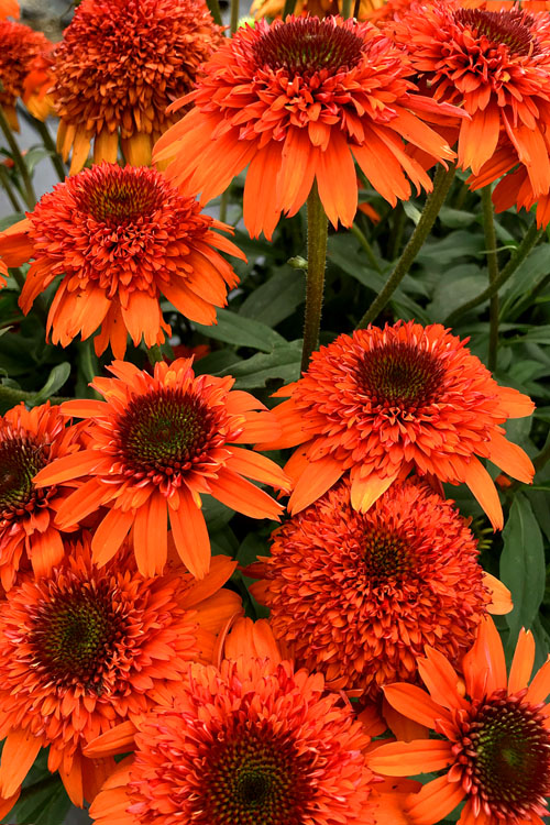  Moab Sunset Coneflower (Echinacea) - 6 Pack Of 1 Gallon Pots
