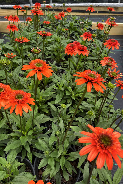  Moab Sunset Coneflower (Echinacea) - 6 Pack Of 1 Gallon Pots