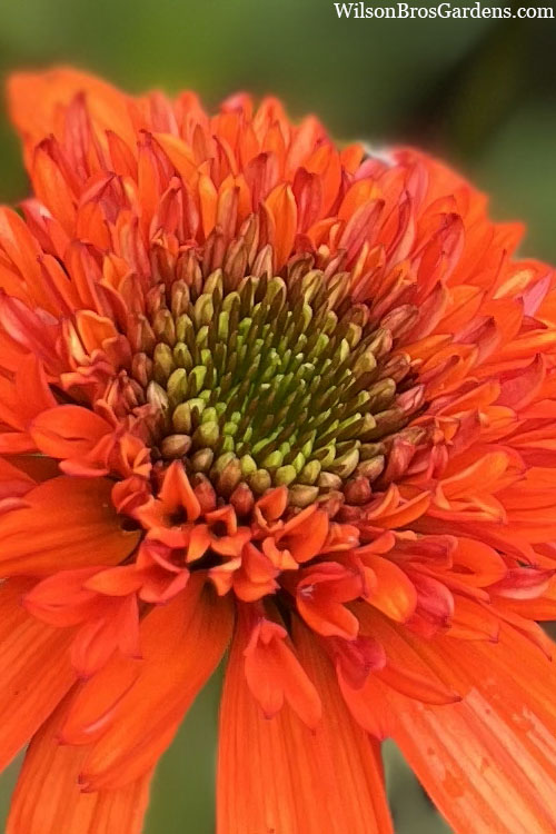  Moab Sunset Coneflower (Echinacea) - 1 Gallon Pot