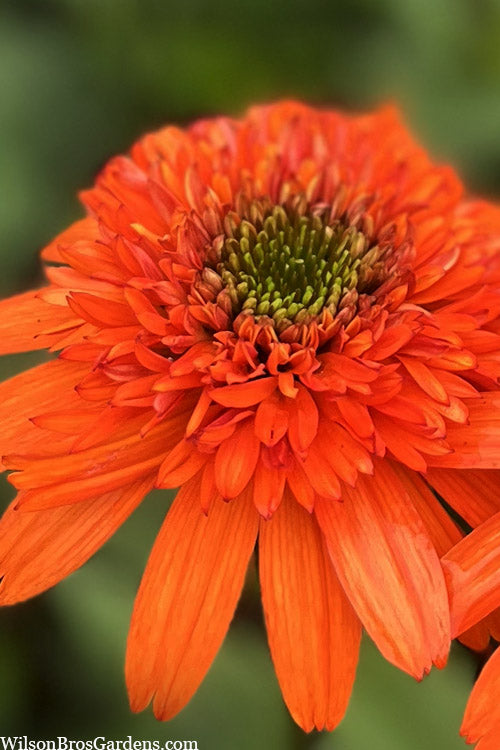  Moab Sunset Coneflower (Echinacea) - 1 Gallon Pot