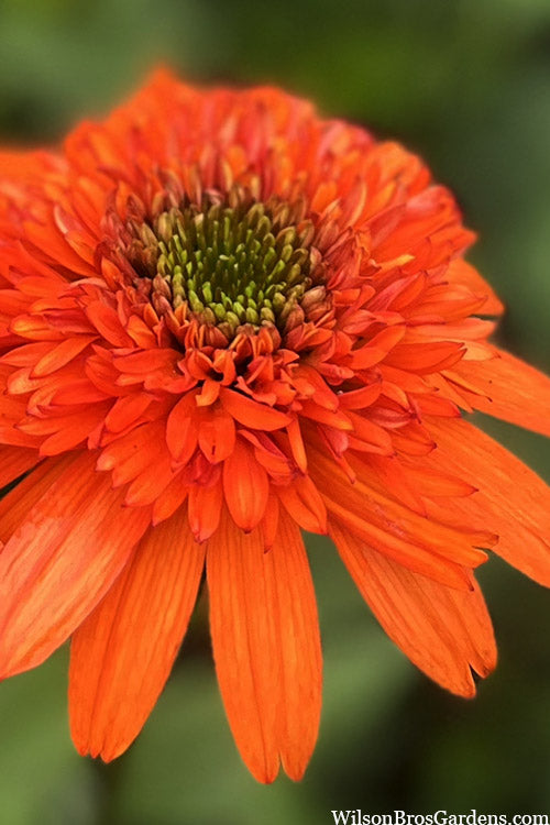  Moab Sunset Coneflower (Echinacea) - 1 Gallon Pot