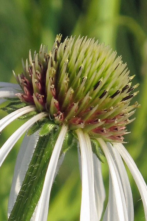  Hula Dancer Coneflower (Echinacea Pallida) - 1 Gallon Pot