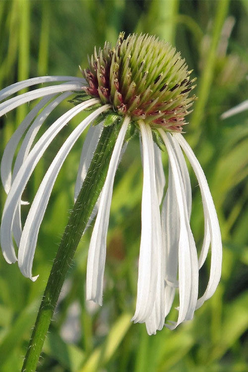  Hula Dancer Coneflower (Echinacea Pallida) - 1 Gallon Pot