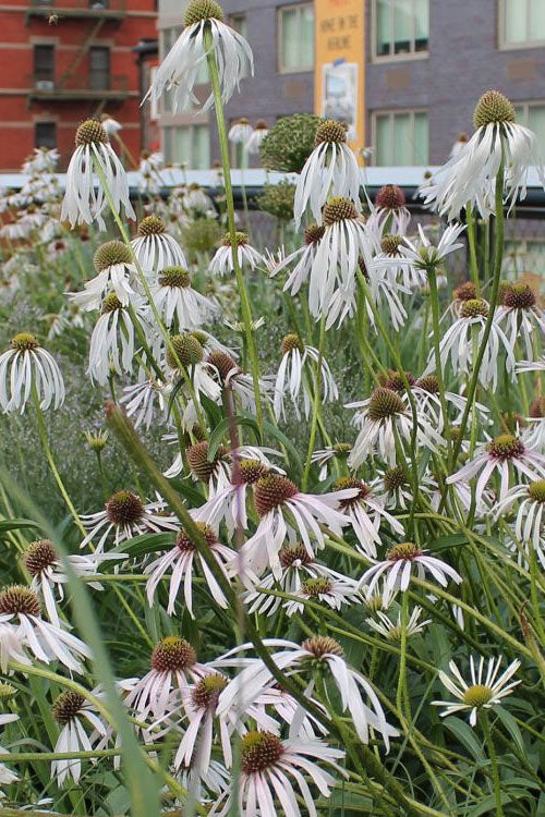  Hula Dancer Coneflower (Echinacea Pallida) - 1 Gallon Pot