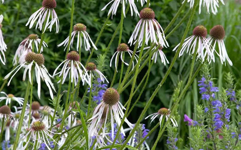  Hula Dancer Coneflower (Echinacea Pallida) - 1 Gallon Pot