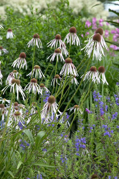  Hula Dancer Coneflower (Echinacea Pallida) - 1 Gallon Pot