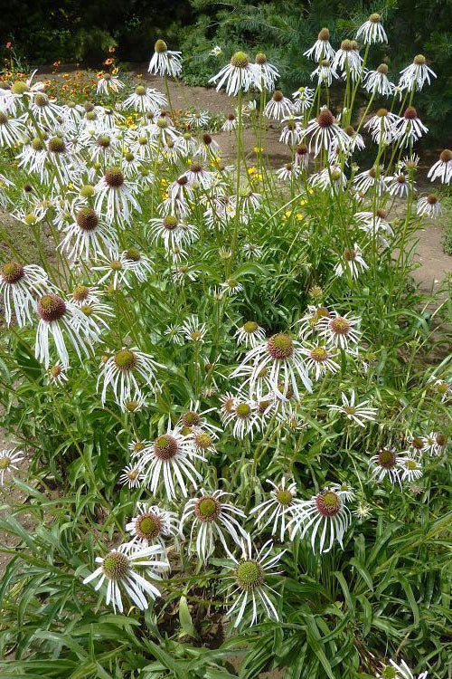  Hula Dancer Coneflower (Echinacea Pallida) - 1 Gallon Pot