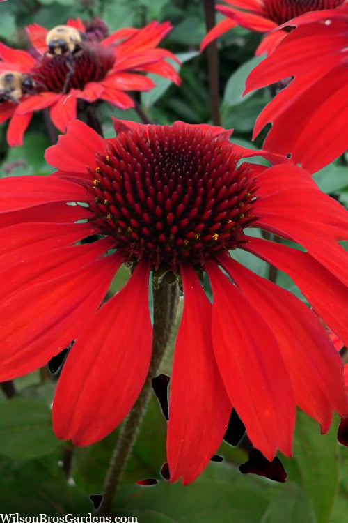  Panama Red Coneflower (Echinacea) - 5 Pack Of Quart Pots