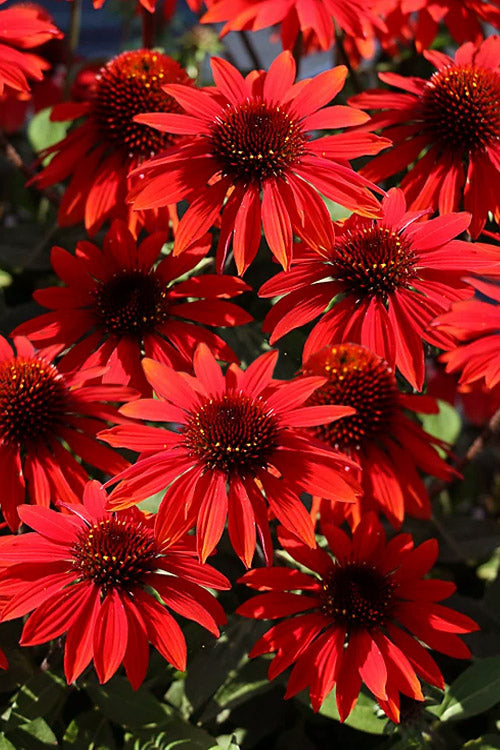  Panama Red Coneflower (Echinacea) - 5 Pack Of Quart Pots