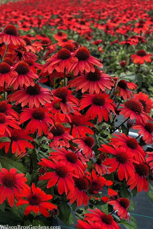  Panama Red Coneflower (Echinacea) - 5 Pack Of Quart Pots