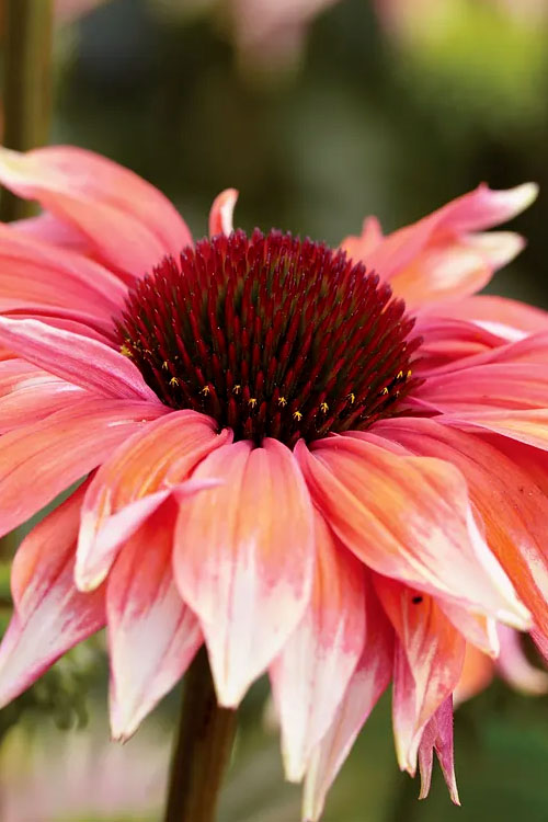  Playful Meadow Mama Coneflower (Echinacea) - 1 Gallon Pot