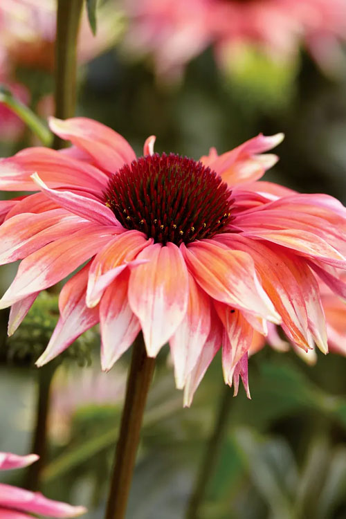  Playful Meadow Mama Coneflower (Echinacea) - 1 Gallon Pot