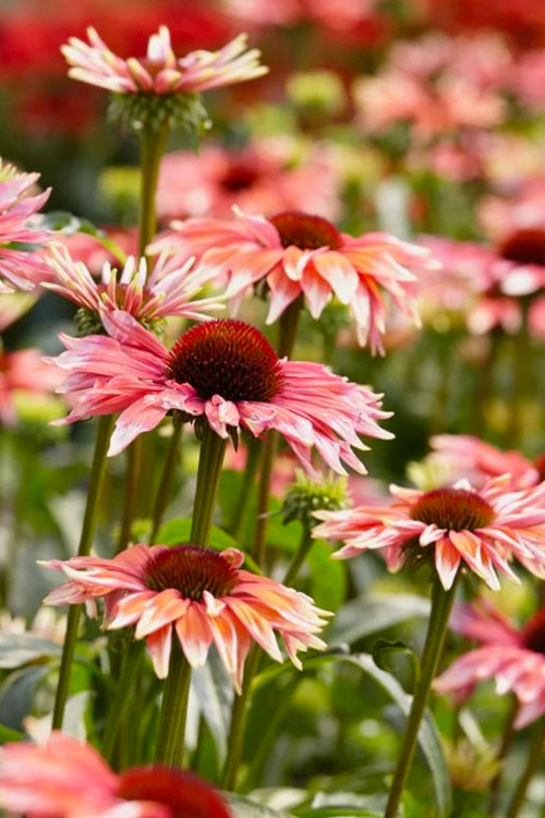  Playful Meadow Mama Coneflower (Echinacea) - 6 Pack Of 1 Gallon Pots
