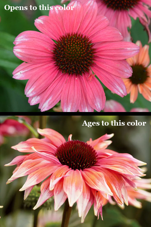  Playful Meadow Mama Coneflower (Echinacea) - 6 Pack Of 1 Gallon Pots