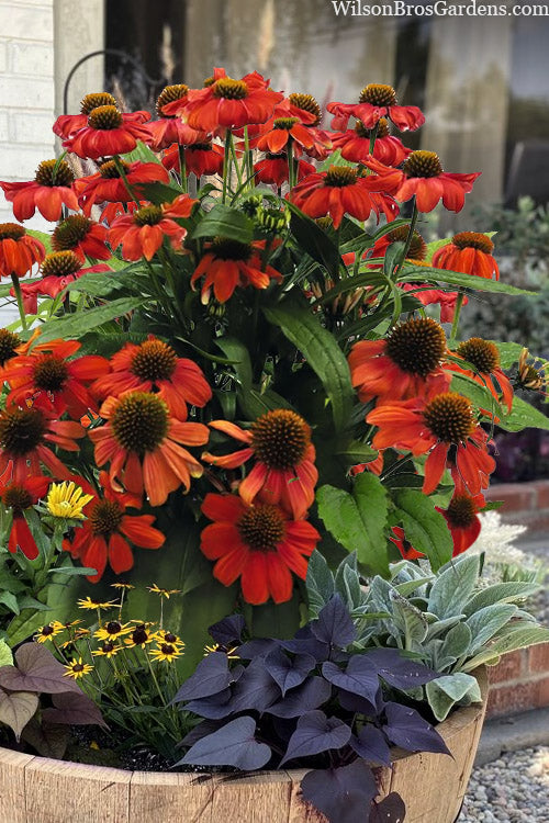  Pollynation Orange Red Coneflower (Echinacea) - 1 Gallon Pot