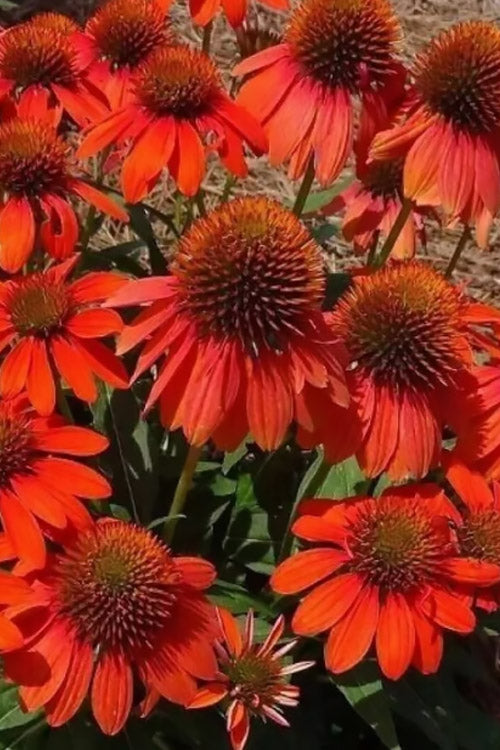  Pollynation Orange Red Coneflower (Echinacea) - 1 Gallon Pot