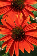  Pollynation Orange Red Coneflower (Echinacea) - 1 Gallon Pot
