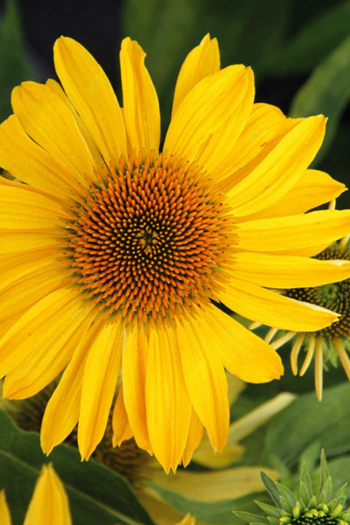  Pollynation Yellow Coneflower (Echinacea) - 1 Gallon Pot