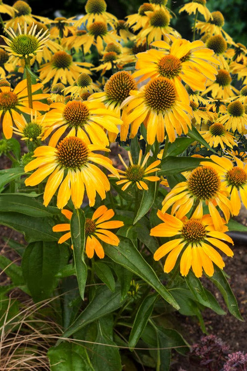  Pollynation Yellow Coneflower (Echinacea) - 1 Gallon Pot