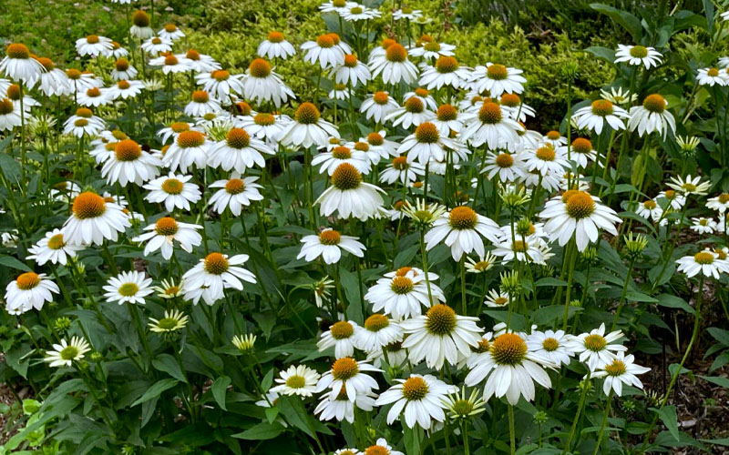  PowWow White Coneflower (Echinacea) - 5 Pack Quart Pots