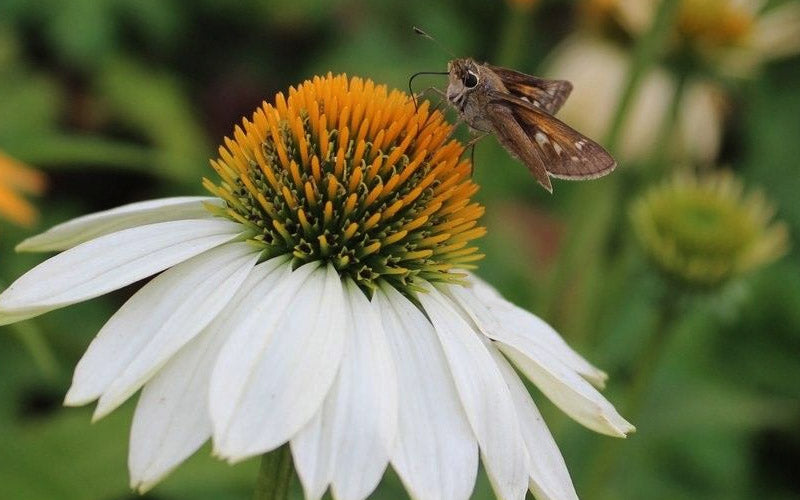  PowWow White Coneflower (Echinacea) - 5 Pack Quart Pots
