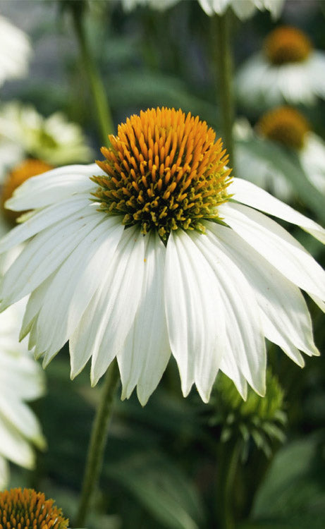  PowWow White Coneflower (Echinacea) - 1 Gallon Pot