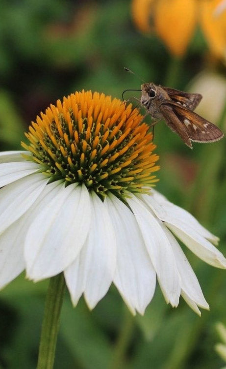  PowWow White Coneflower (Echinacea) - 1 Gallon Pot