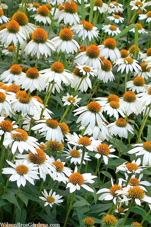  PowWow White Coneflower (Echinacea) - 5 Pack Quart Pots