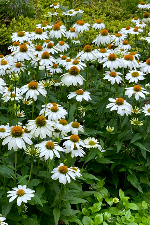  PowWow White Coneflower (Echinacea) - 1 Gallon Pot