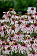  Pretty Parasols Coneflower (Echinacea) - 1 Gallon Pot
