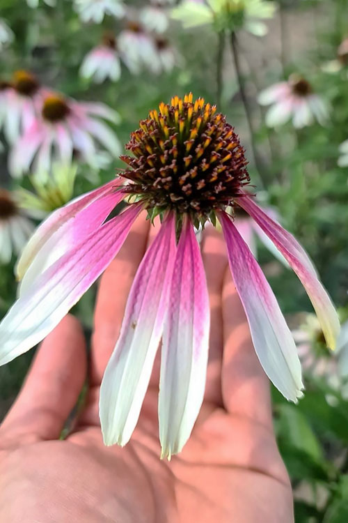  Pretty Parasols Coneflower (Echinacea) - 1 Gallon Pot
