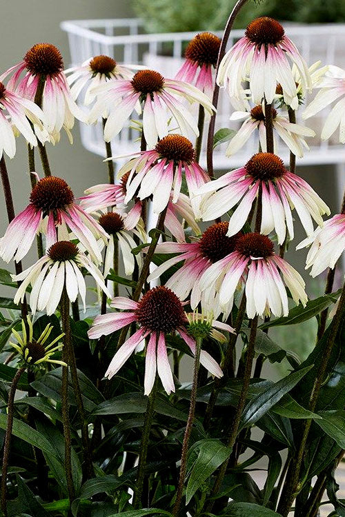  Pretty Parasols Coneflower (Echinacea) - 1 Gallon Pot