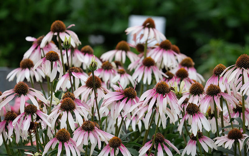  Pretty Parasols Coneflower (Echinacea) - 1 Gallon Pot