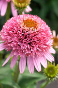  Butterfly Kisses Coneflower (Echinacea) - 1 Gallon Pot