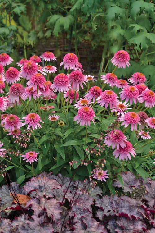  Butterfly Kisses Coneflower (Echinacea) - 1 Gallon Pot