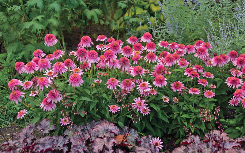  Butterfly Kisses Coneflower (Echinacea) - 1 Gallon Pot