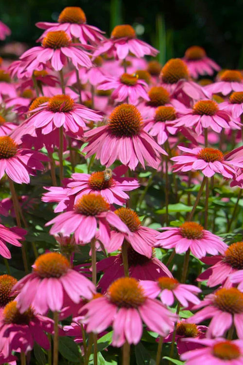  Kim's Knee High Coneflower (Echinacea) - 1 Gallon Pot