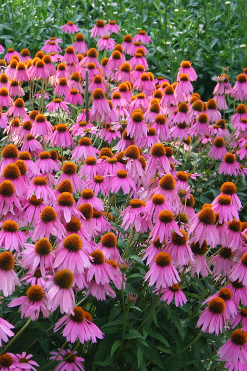  Kim's Knee High Coneflower (Echinacea) - 1 Gallon Pot