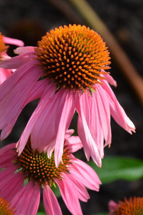  Kim's Knee High Coneflower (Echinacea) - 1 Gallon Pot