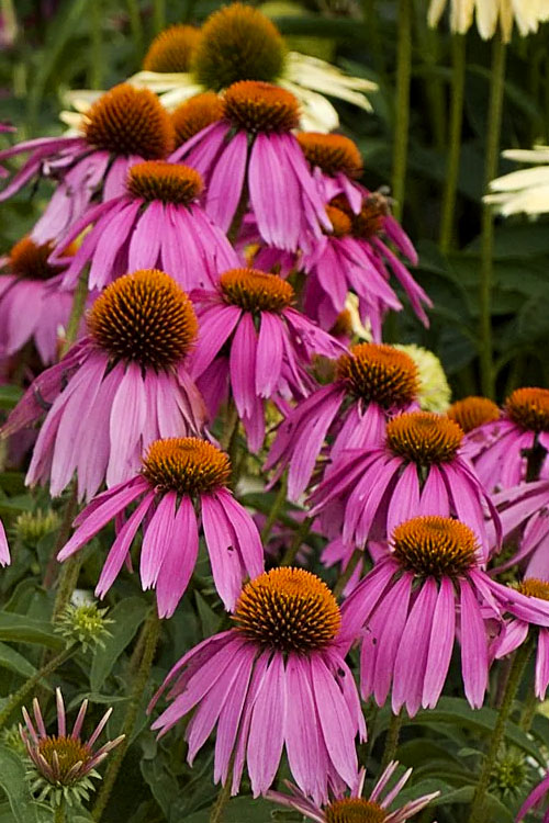  Kim's Knee High Coneflower (Echinacea) - 1 Gallon Pot