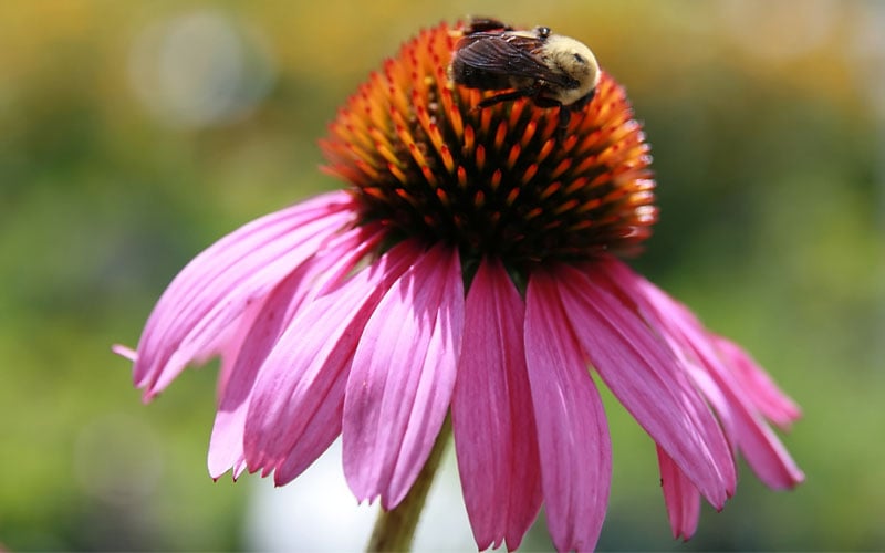  Magnus Purple Coneflower (Echinacea) - 5 Pack Of Quart Pots