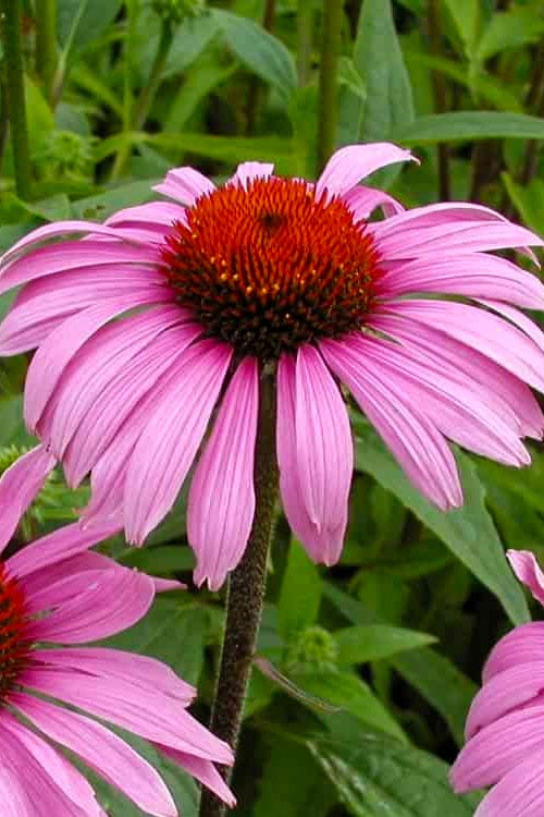  Magnus Purple Coneflower (Echinacea) - 5 Pack Of Quart Pots