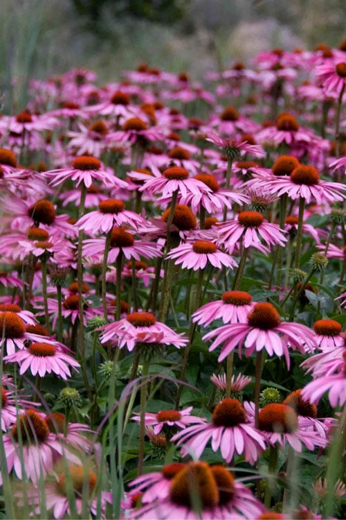  Magnus Purple Coneflower (Echinacea) - 5 Pack Of Quart Pots